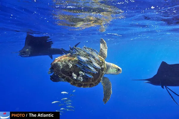 Scott Belt/National Geographic Photo Contest