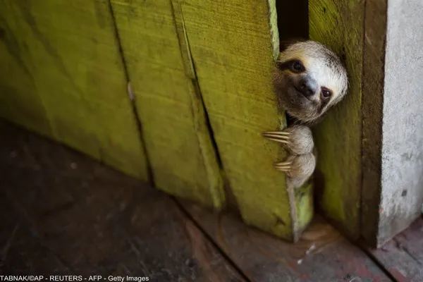 یک &laquo;تنبل&raquo; (Sloth) به زیبایی از لای در سرک کشیده در &laquo;لاگو Janauari&raquo; در نزدیکی مانائوس، برزیل.