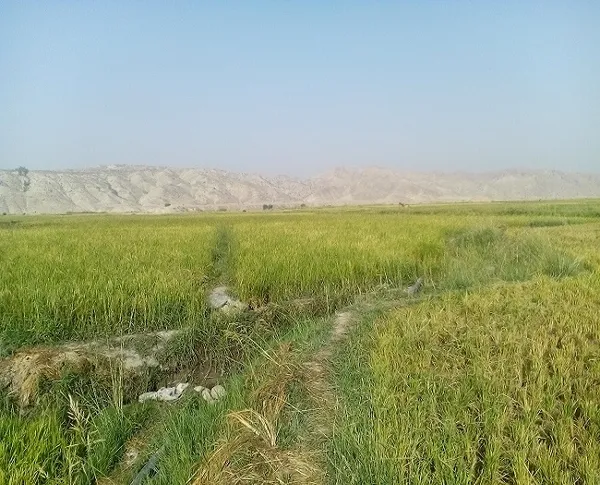 شالیزار