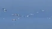 بازگشت فلامینگوها به دریاچۀ ارومیه