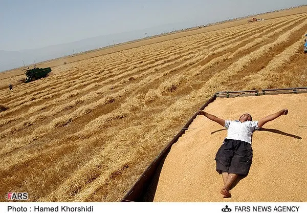 برداشت گندم در ترکمن صحرا