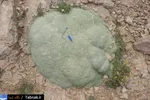 تابناک