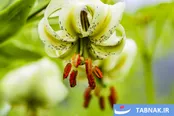 عکس: اثر طبیعی ملی؛ گل سوسن چلچراغ