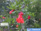 شکوفه های سرخ بر شاخسار باغات انار ساوه