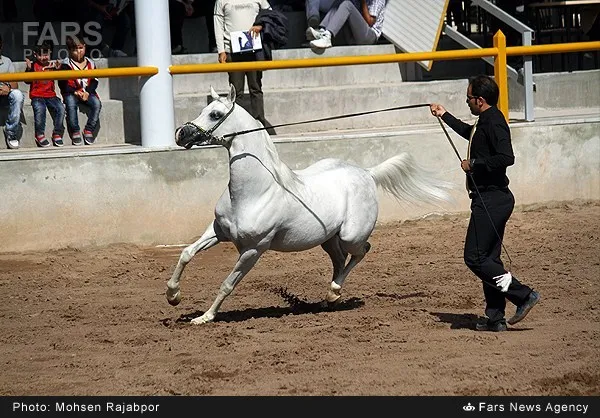 برگزاری جشنواره زیبایی اسب عرب در کرمان