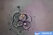 عکس: آغاز زندگی در آزمایشگاه