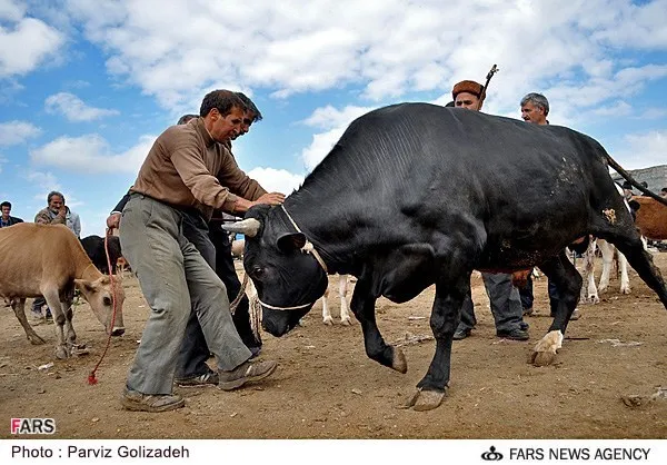 میدان دوّاب شهرستان اهر( محل خرید و فروش دام)