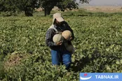 عکس: برداشت طالبی در قم