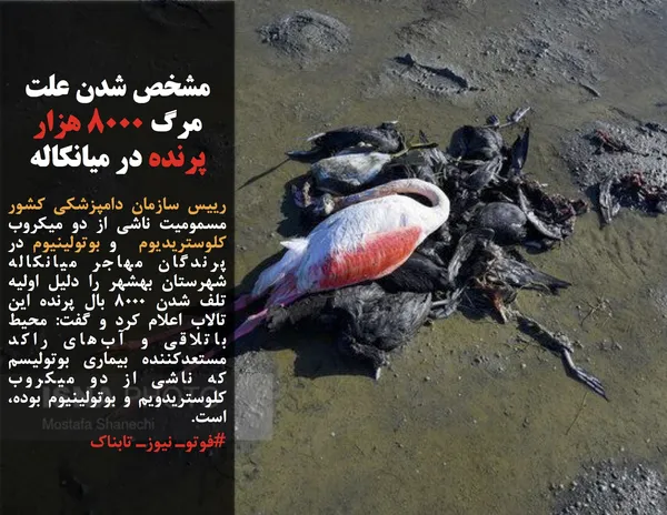 رییس سازمان دامپزشکی کشور مسمومیت ناشی از دو میکروب کلوستریدیوم  و بوتولینیوم در پرندگان مهاجر میانکاله شهرستان بهشهر را دلیل اولیه تلف شدن ۸۰۰۰ بال پرنده این تالاب اعلام کرد و گفت: محیط باتلاقی و آب&zwnj;های راکد مستعدکننده بیماری بوتولیسم که ناشی از دو میکروب کلوستریدویم و بوتولینیوم بوده، است.
