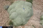 تابناک