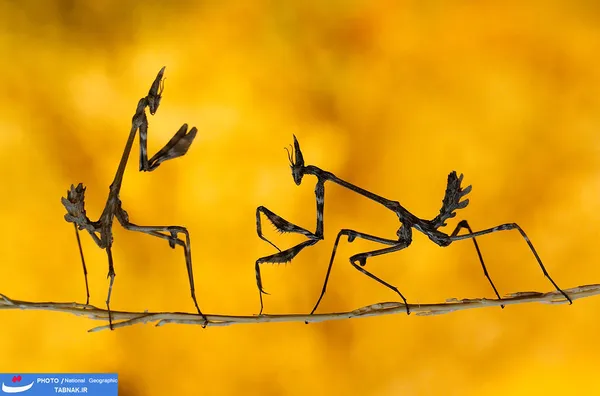 7.	مبارزه: &laquo;Praying mantises&raquo; در کاهرامانماراس ترکیه. عکاس: Mehmet Karaca