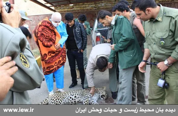 پلنگ کشته شده در دماوند