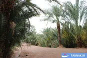 عکس: نخلستان‌های خور و بیابانک
