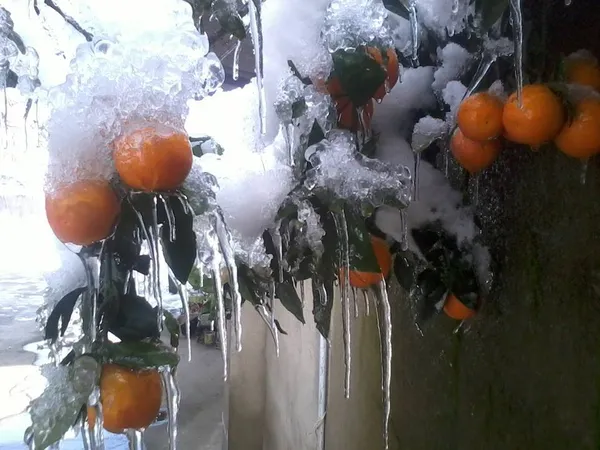 سرمای شدید به باغداران شمالی هم خسارت فراوانی وارد کرده است.