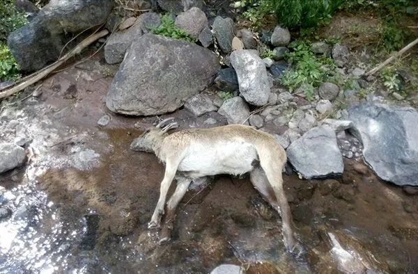 تابناک.