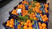 روسیه خرید پرتقال‌های سمی ایران را متوقف کرد!