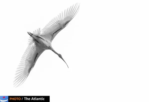 Sushrutha Metikurke/National Geographic Photo Contest