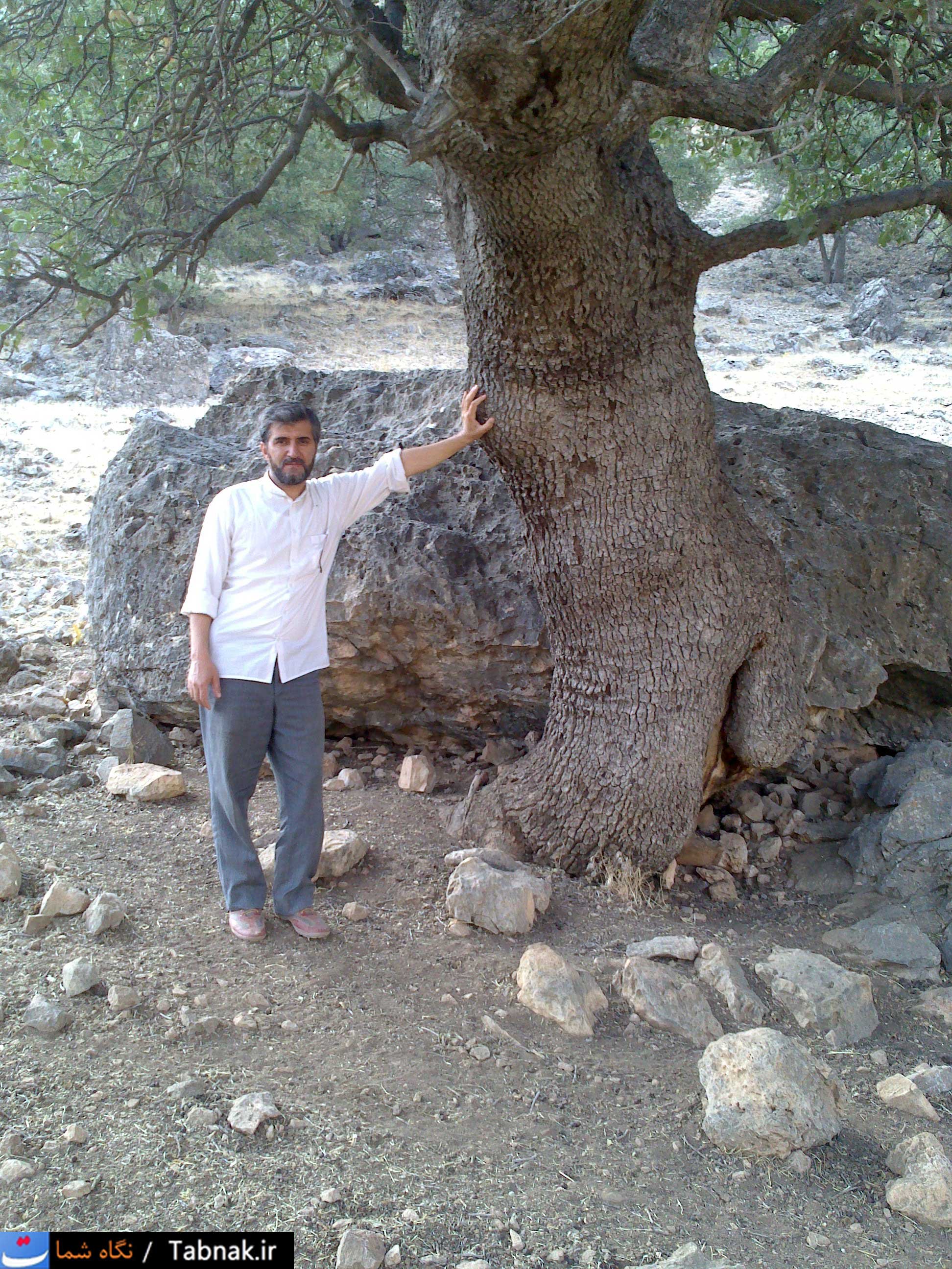 تابناک