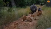 قدرت نمایی کرگدن برای ده شیر را ببینید