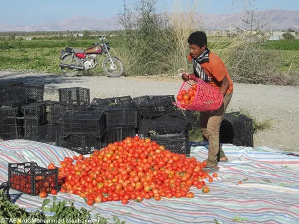 جمع آوری گوجه فرنگی های سالم