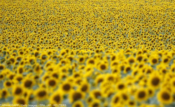 انبوهی از گلهای زیبای آفتاب گردان در محّل سقوط هواپیمای مالزی در اوکراین
