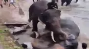 له کردن یک مرد توسط فیل عصبانی در پارک سافاری!