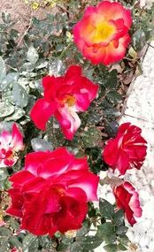 شکفتن بوته های گل رز در قزوین