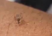حرکت جنون آمیز یک شهروند در مواجهه با پشه تب دنگی