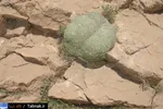 تابناک