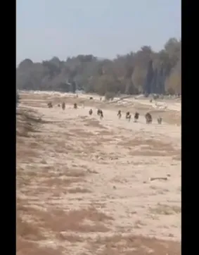 اسب‌سواری در بستر «زاینده‌رود» مجوز نداشت