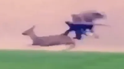 شکار آهو توسط عقاب دست‌آموز