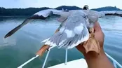 لمس غازها حین پرواز