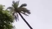 دستگیری یک متهم فراری با قطع درخت نخل!