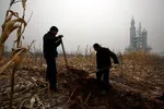 کشاورزان در حال حفر چاه آب در محوطه ساختمان های نیمه کاره پارک در کنار مزارع ذرت