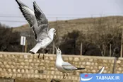 عکس: کاکایی‌ها مهمان زمستانی شیراز