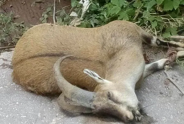 تابناک.