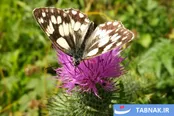 طبیعت زنده در قاب دوربین؛ لحظه‌هایی دیدنی از پروانه‌های تابستانی