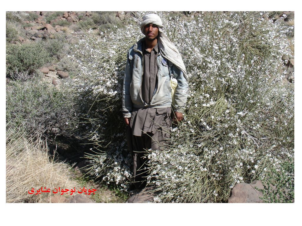 تابناک