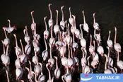 عکس: فلامینگوها در دلتا بویوک مندرس