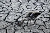 «ابردزدی» پوششی برای ضعف ۶۰ ساله مدیریت آب
