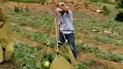 انتقال هندوانه با پهپاد در منطقه کوهستانی چین