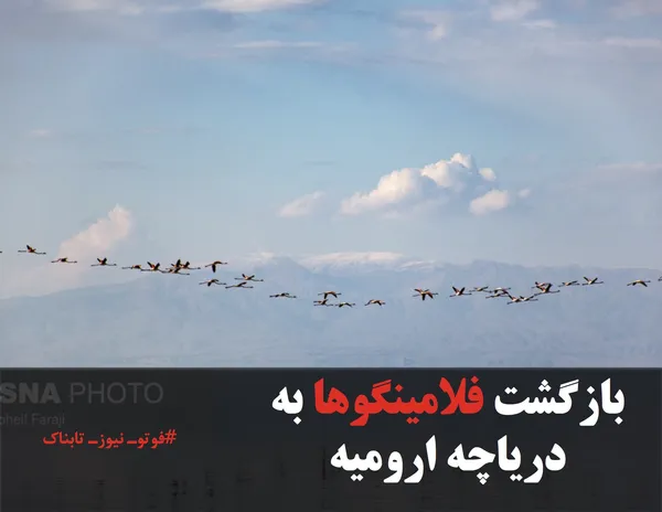 بازگشت فلامینگوها به دریاچه ارومیه
