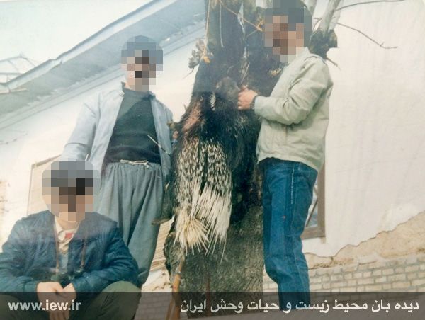 قاتل حیات وحش