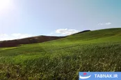 عکس: کشت گسترده گندم در دشت‌های زنجان