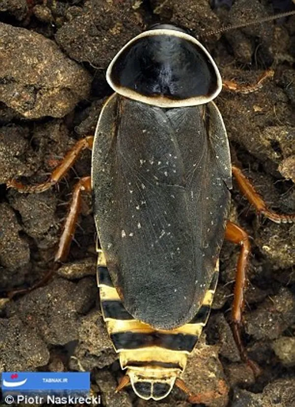 حشره Blatto