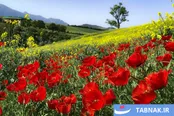 عکس: گلستان؛ بومِ نقاشیِ طبیعت با رنگِ شقایق