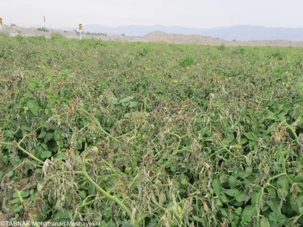 سرما زدگی و از بین رفتن گوجه فرنگی