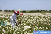 فندقلو؛ بهشتی پنهان در دل اردبیل با عطر بابونه و طعم فندق