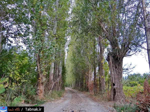 تابناک