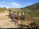 باغات انجیر